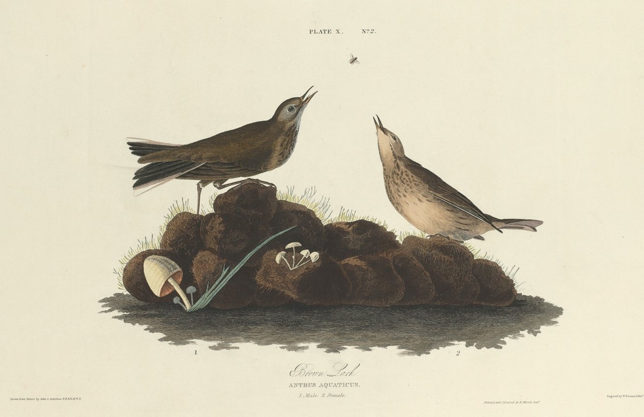 brązowy skowronek autorstwa William Home Lizars after John James Audubon
