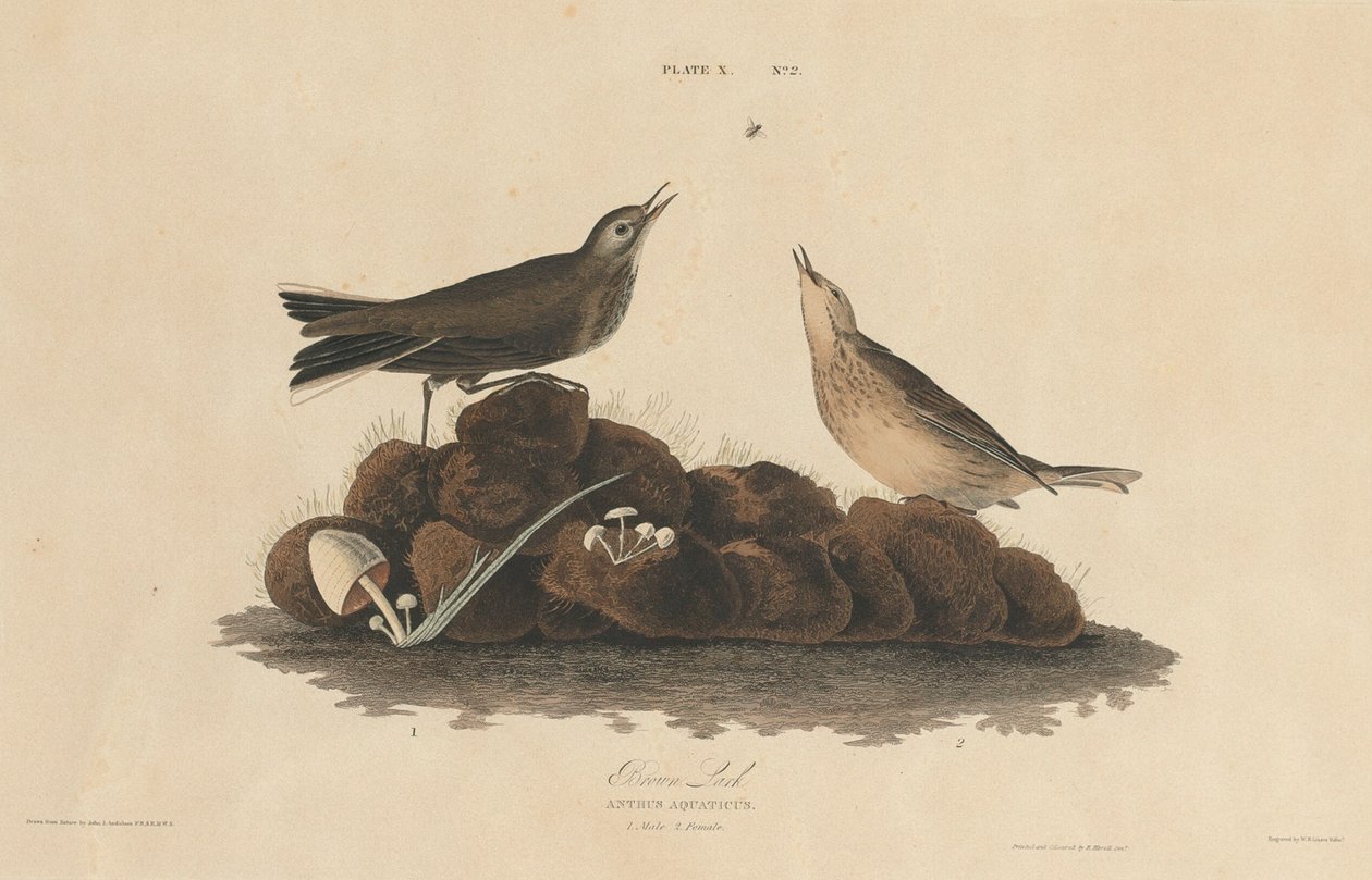 brązowy skowronek autorstwa William Home Lizars after John James Audubon