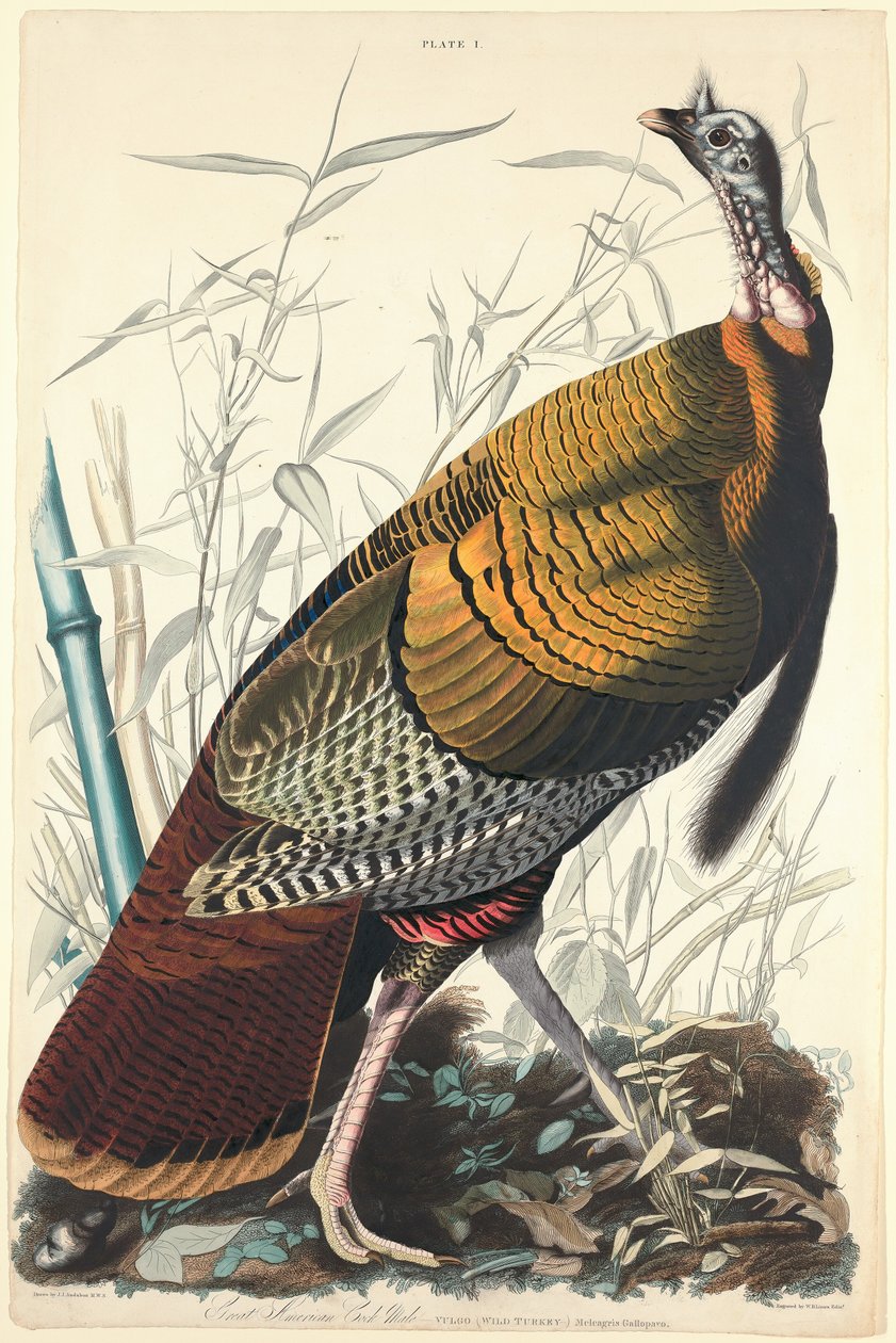 Świetny amerykański kutas autorstwa William Home Lizars after John James Audubon