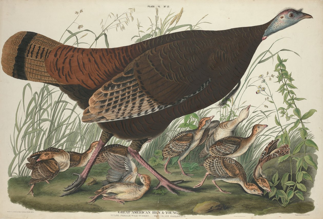 Świetna amerykańska kura i młoda autorstwa William Home Lizars after John James Audubon