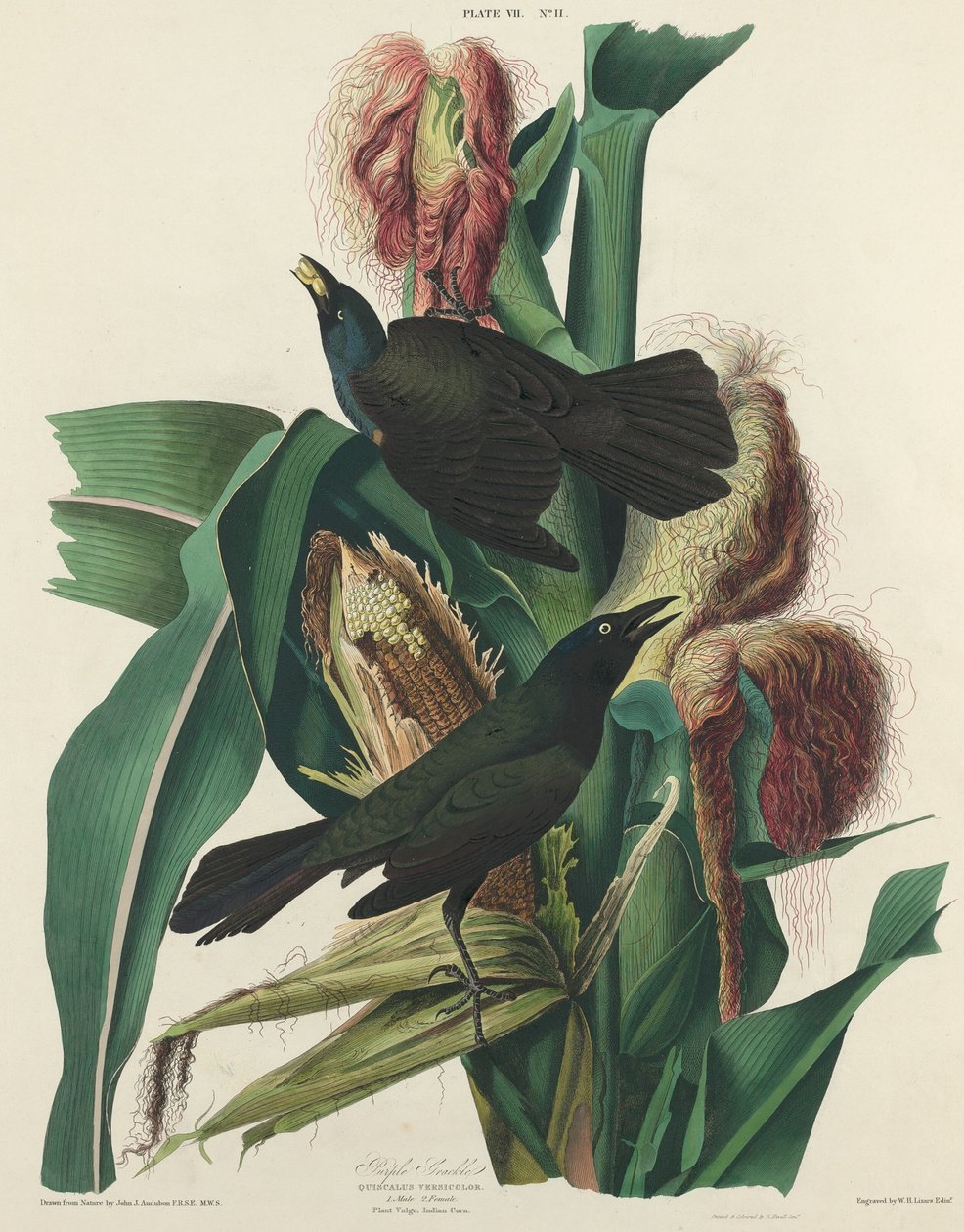 Fioletowy Grackle autorstwa William Home Lizars after John James Audubon