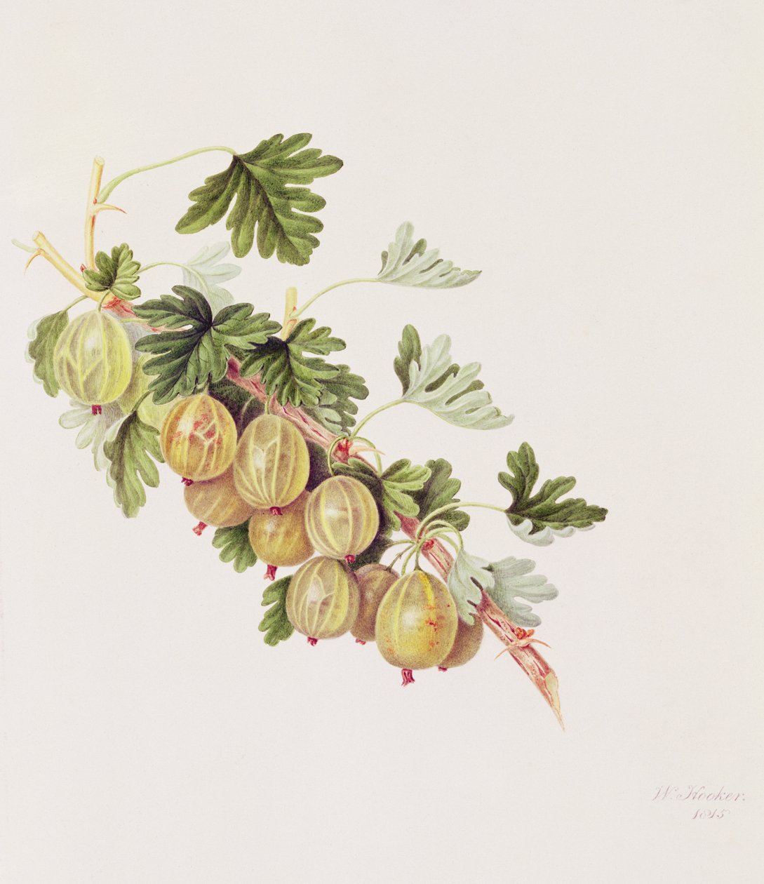 Zielony agrest, 1815 autorstwa William Hooker