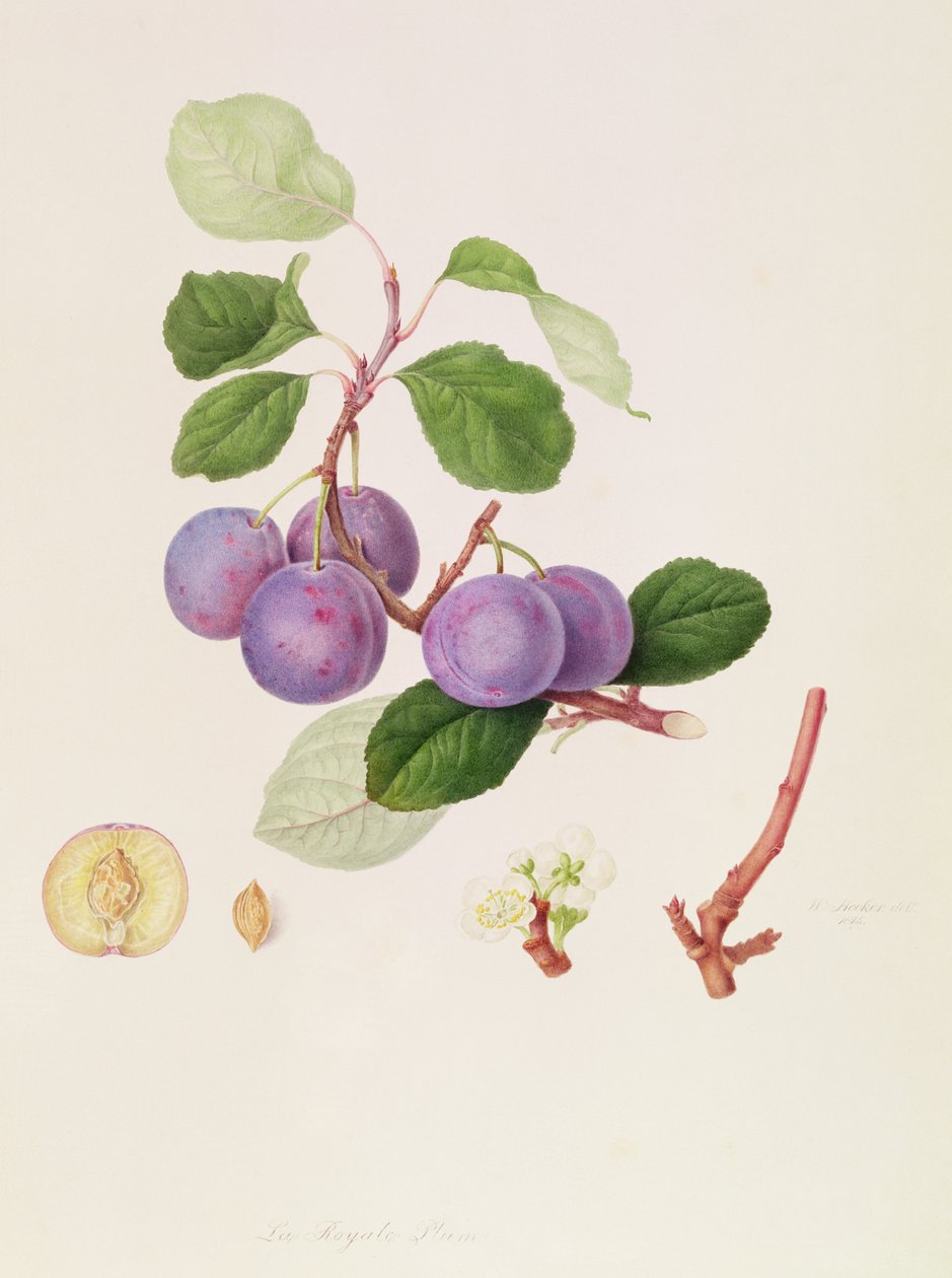 Śliwka królewska, 1815 autorstwa William Hooker