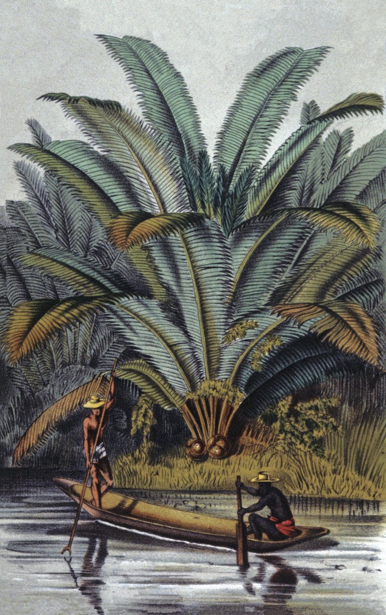 Palma autorstwa William Hooker