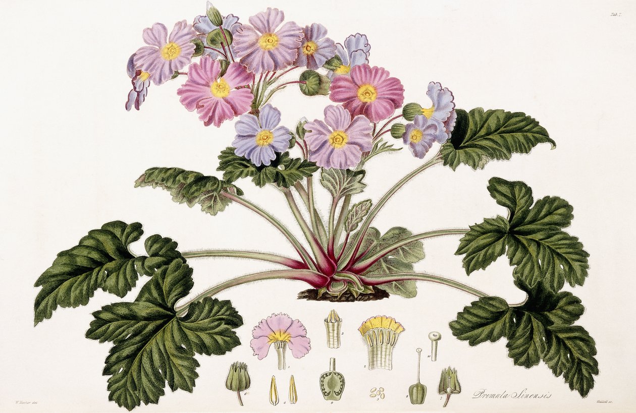 Primula Sinensis, 1821-1826 autorstwa William Hooker