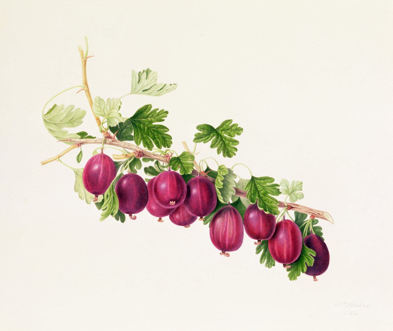 Fioletowy agrest autorstwa William Hooker