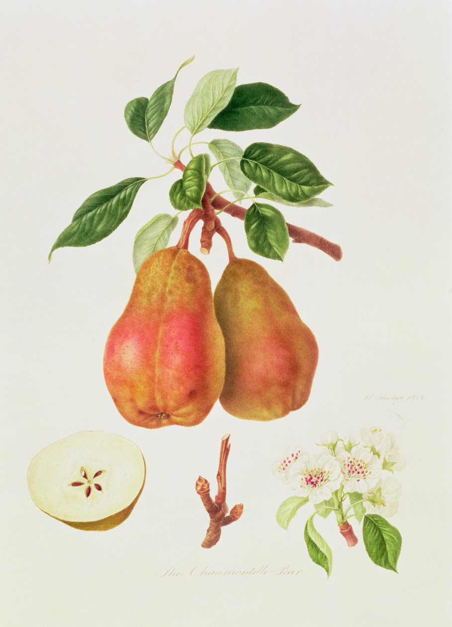 Gruszka Chaumontelle, 1818 autorstwa William Hooker