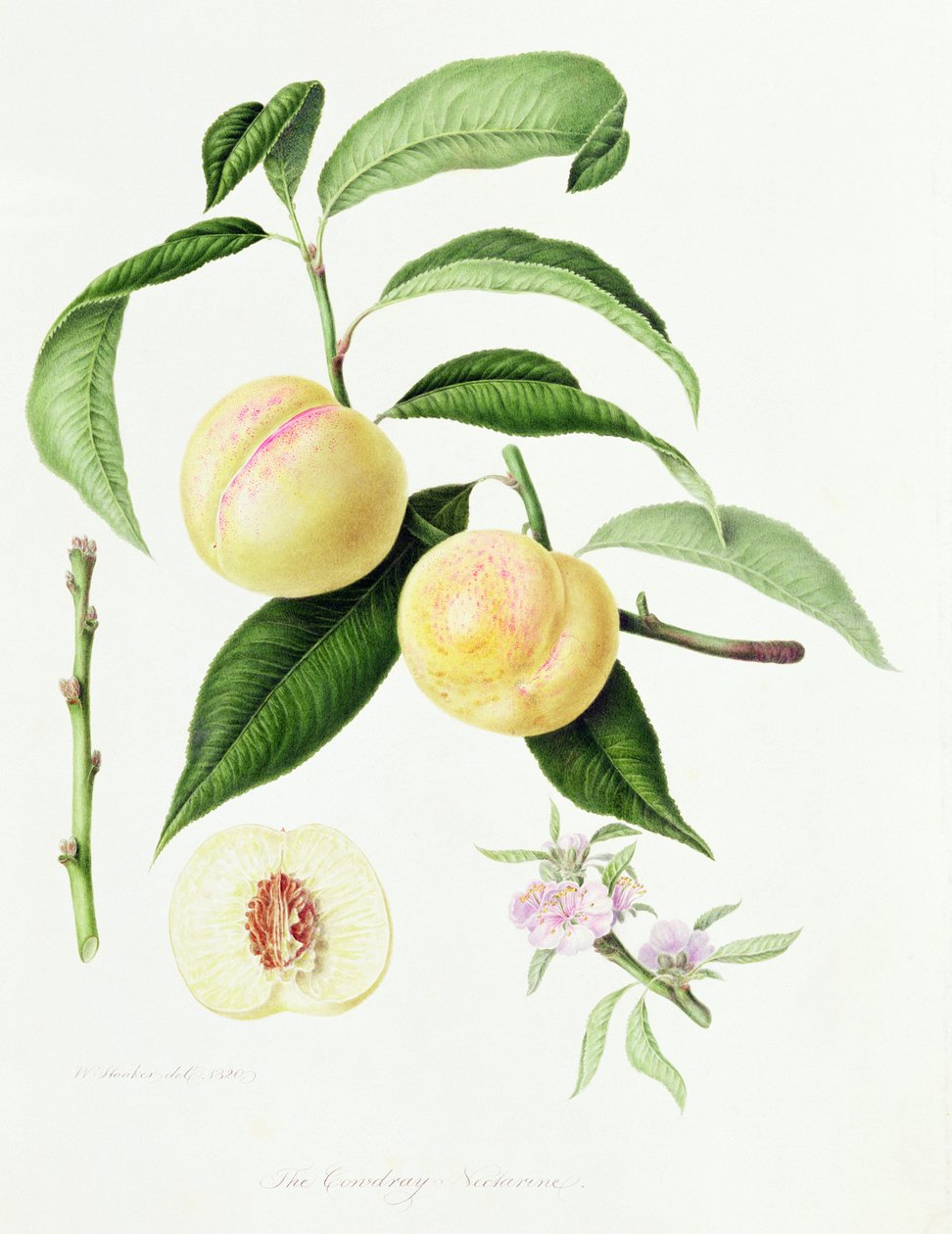 Nektarynka Conudray, 1820 autorstwa William Hooker