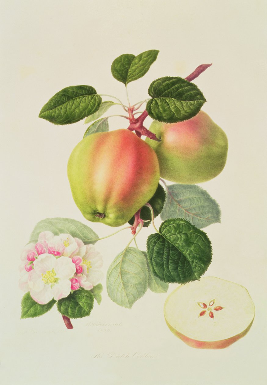 Holenderski Codlin, 1820 autorstwa William Hooker