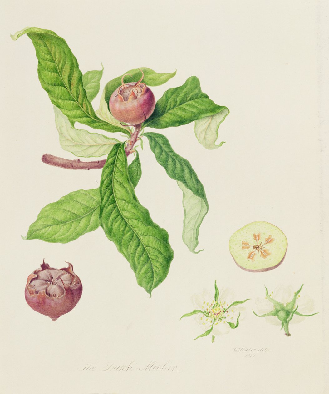 Holenderski Medlar, 1816 autorstwa William Hooker