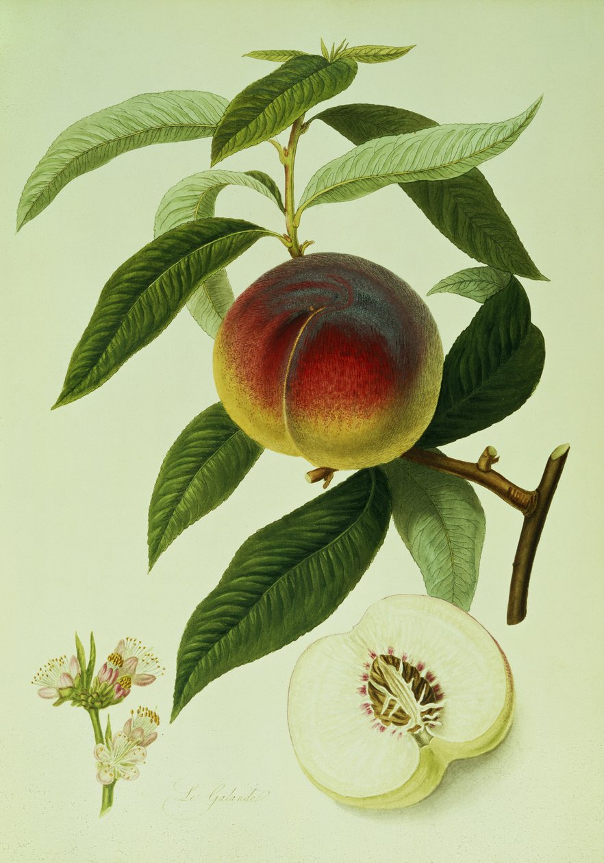 Galande Peach (litografia kolorowa) autorstwa William Hooker