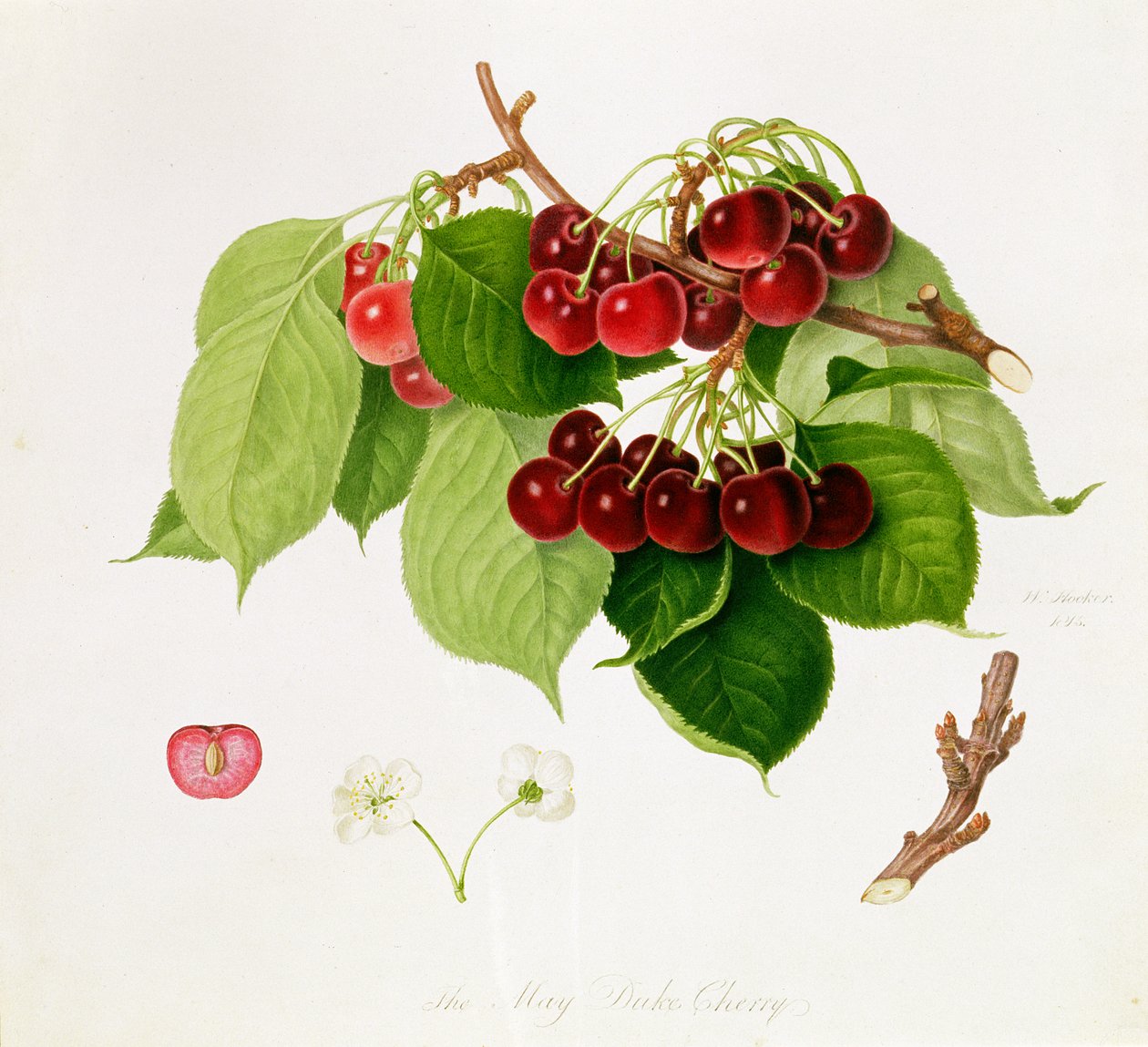 Wiśnia księcia majowego, 1815 autorstwa William Hooker