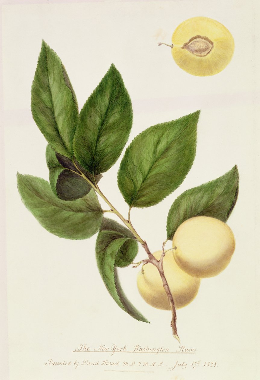 Nowojorska śliwka waszyngtońska, 1821 autorstwa William Hooker