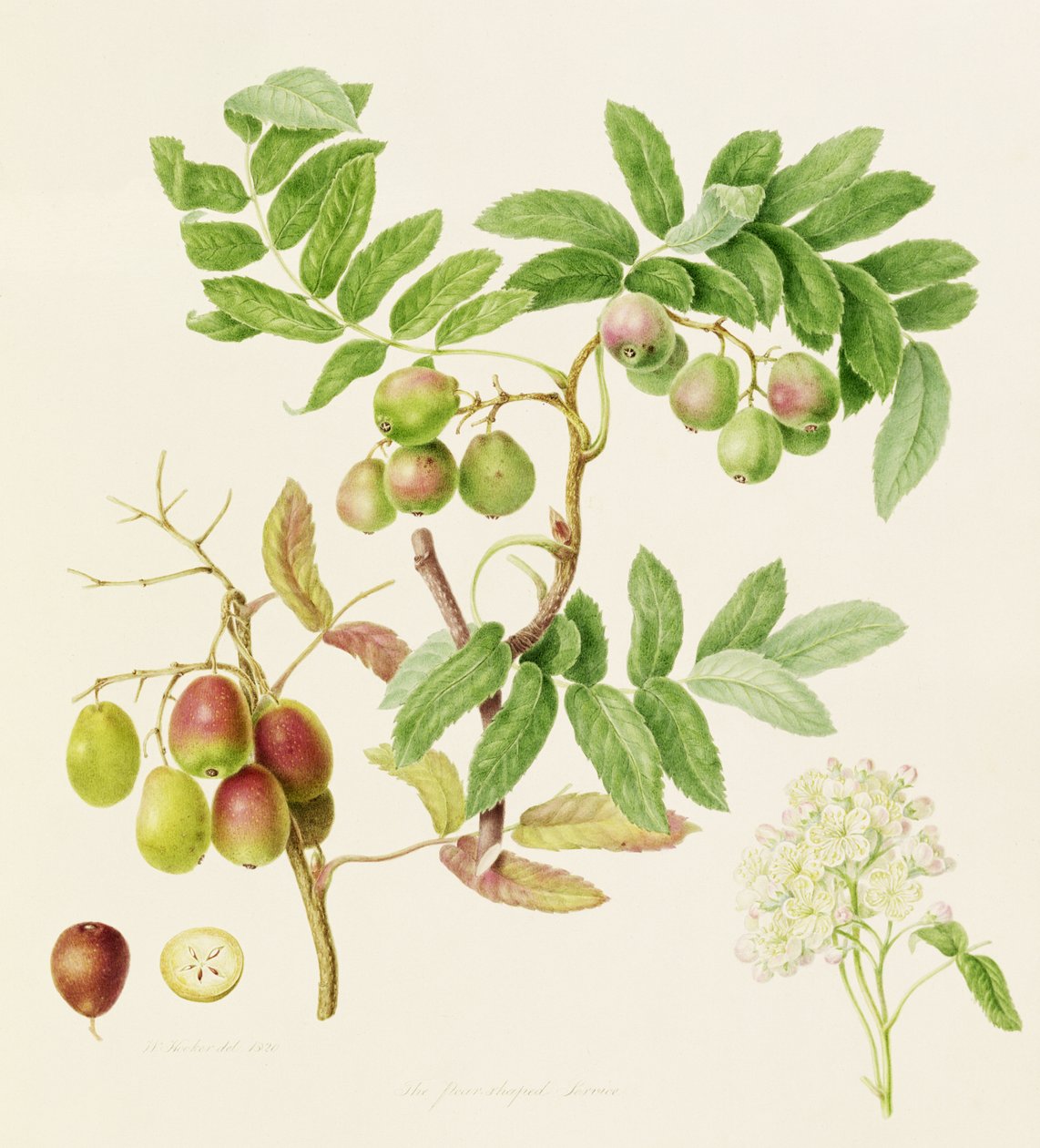 Jabłko kraba usługowego w kształcie gruszki, 1820 autorstwa William Hooker