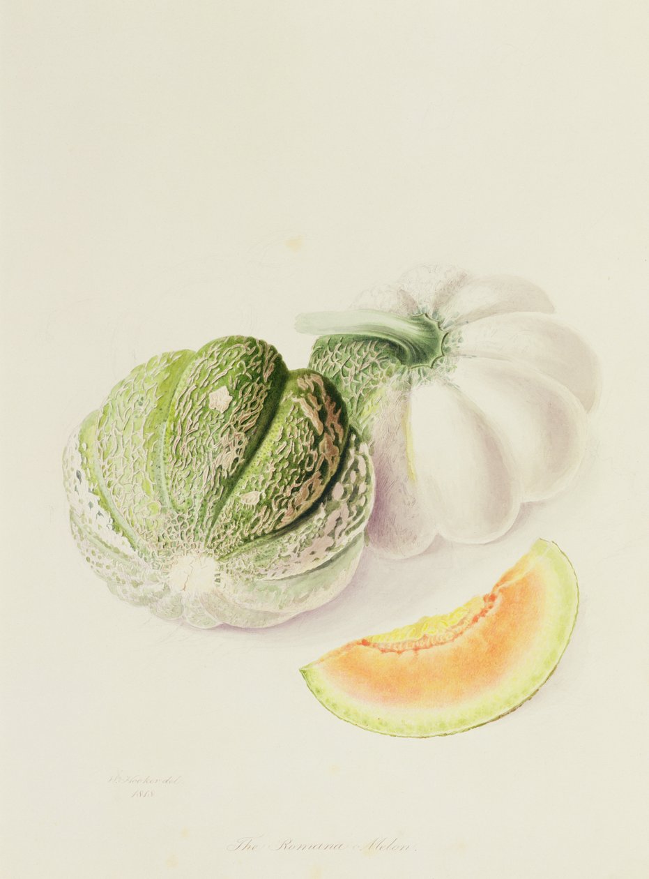 Romana Melon, 1818 autorstwa William Hooker