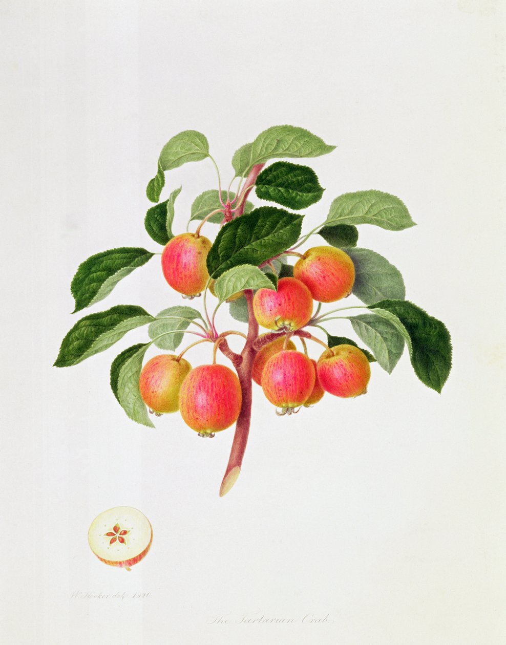 Jabłko Kraba Tartarskiego, 1819 autorstwa William Hooker