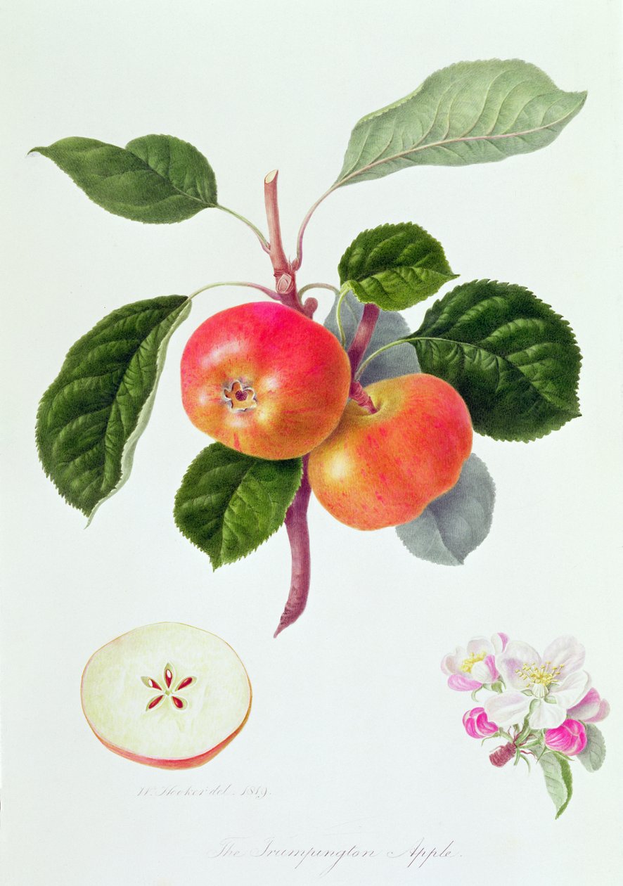 Jabłko Trumpington, 1819 autorstwa William Hooker