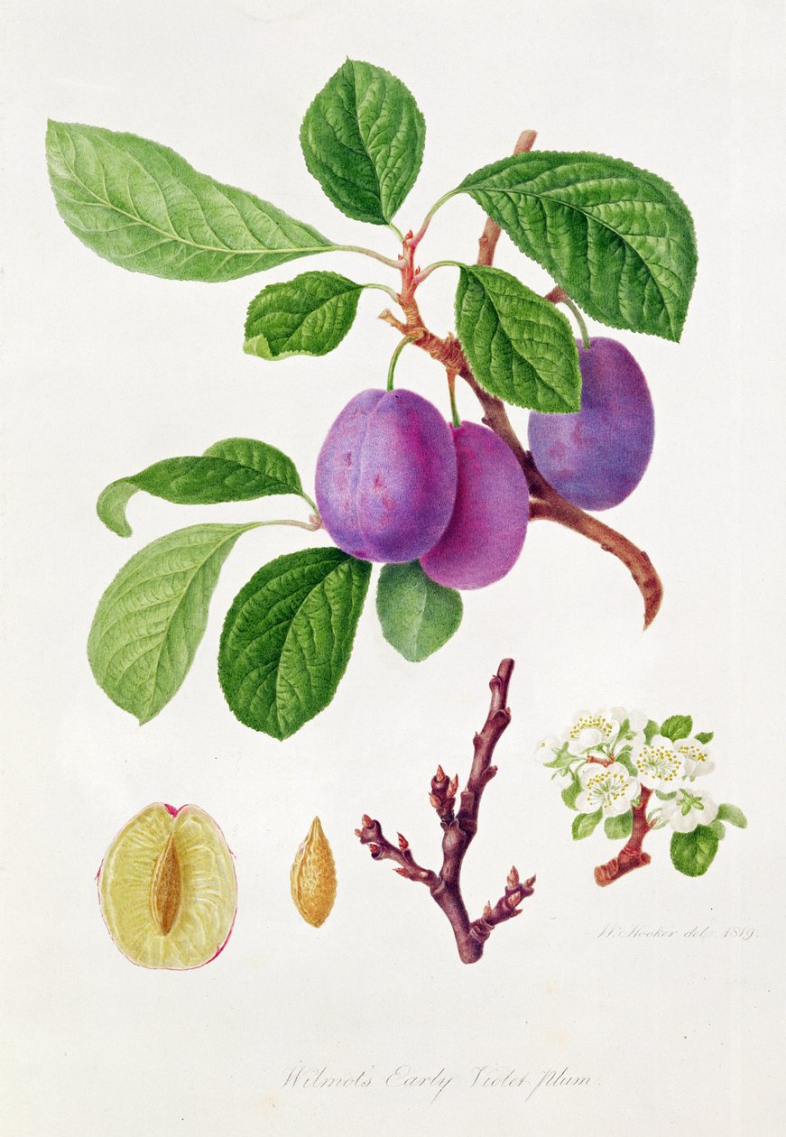 Wczesna fioletowa śliwka Wilmota autorstwa William Hooker