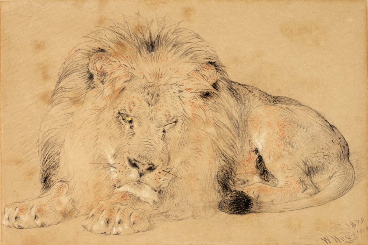 Studium lwa, 1879 (kreda na papierze) autorstwa William Huggins