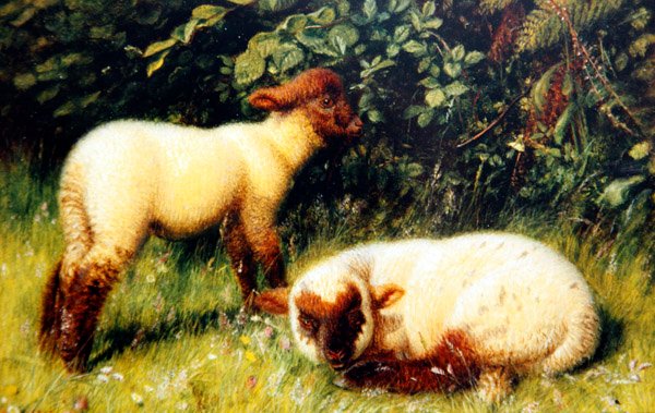 Owca, ok. 1860 (olej na pokładzie) autorstwa William J. Webbe or Webb