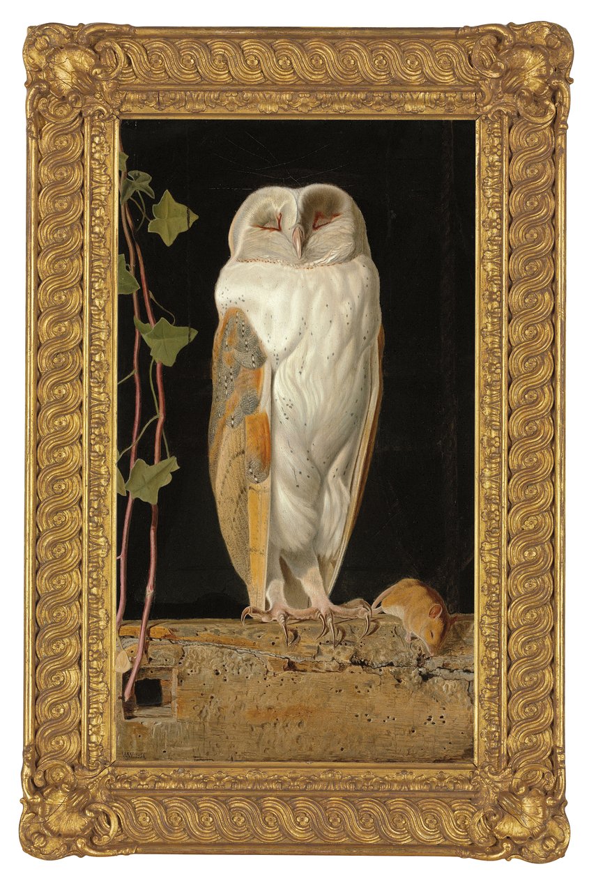 Biała Sowa, 1856 autorstwa William J. Webbe or Webb