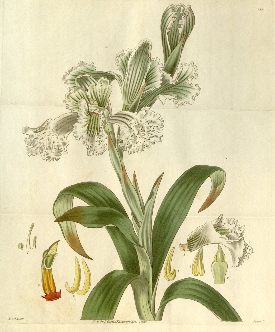 Chloraea bletioides autorstwa William Jackson Hooker