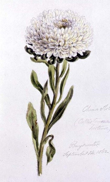 Aster chiński, malowany w Bayswater autorstwa William James Linton