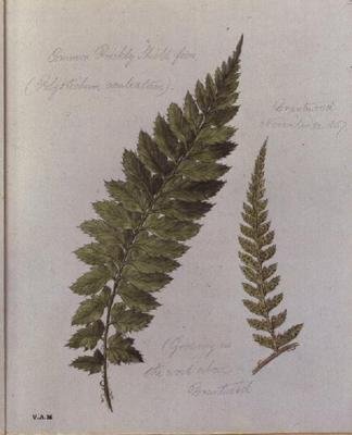 Paproć Kolczasta Tarcza, malowana w Brantwood, 30 listopada 1857 (akwarela na papierze) autorstwa William James Linton