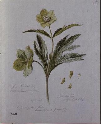 Zielony Ciemiernik, malowany w Brantwood autorstwa William James Linton
