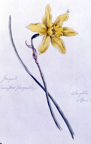 Jonquil, malowany w Loughton autorstwa William James Linton