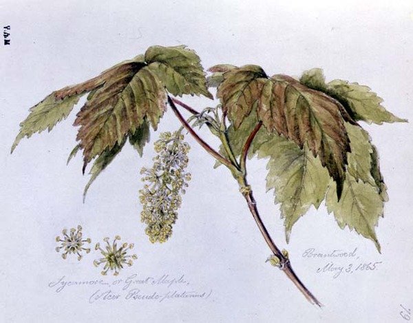 Jawor, czyli Wielki Klon, malowany w Brantwood, 3 maja 1865 (akwarela na papierze) autorstwa William James Linton