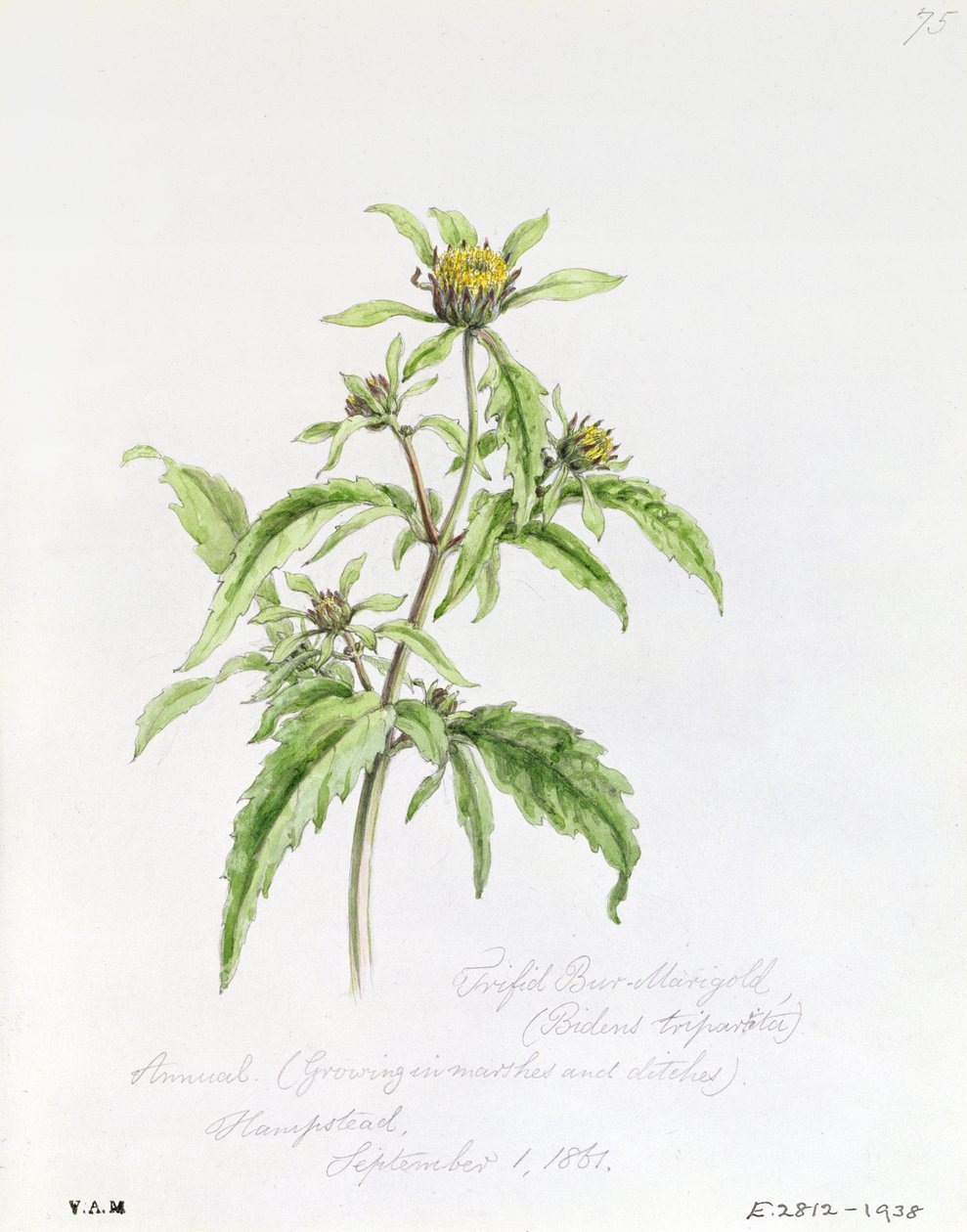 Trifid Burr-Marigold, namalowany w Hampstead, 1 września 1861 autorstwa William James Linton