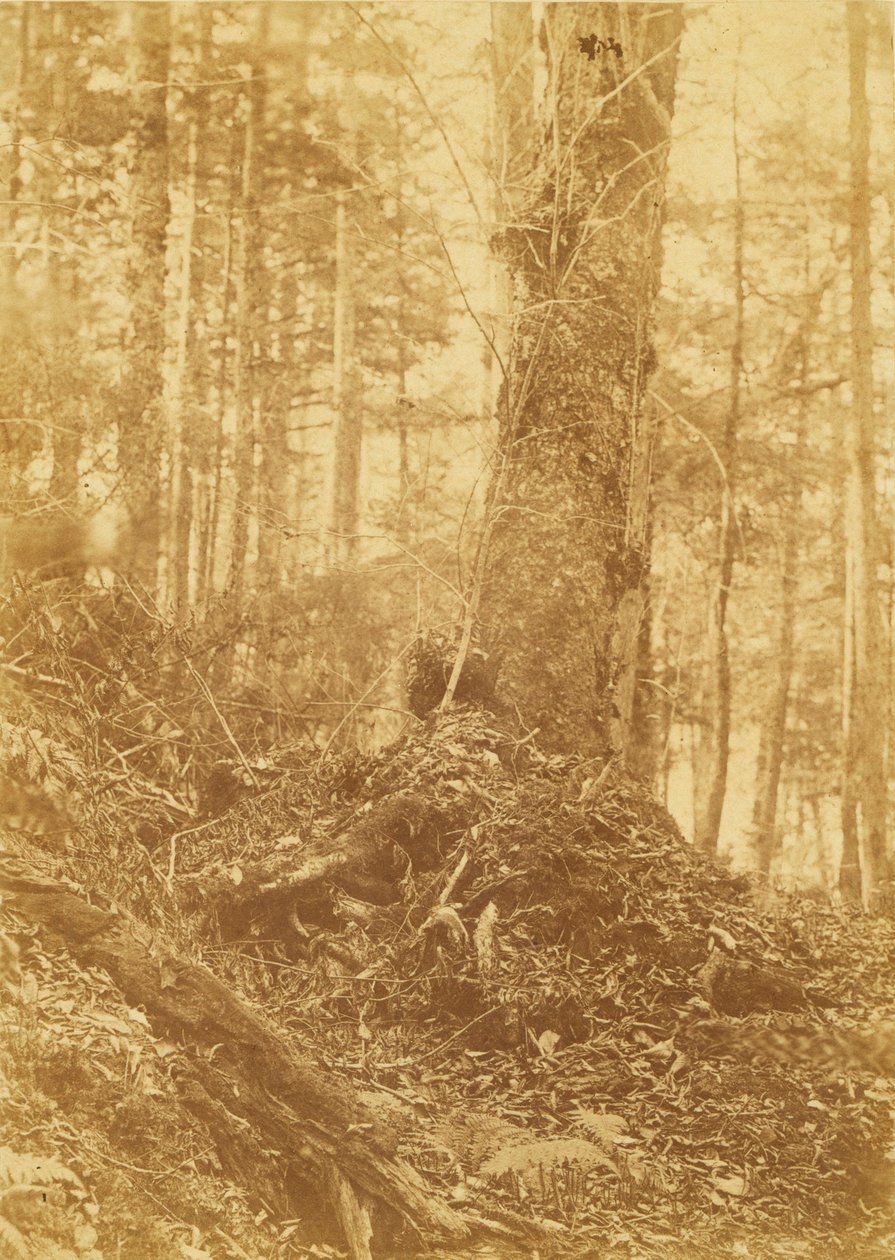 Bez tytułu, z portfolio The Forest: Adirondack Woods autorstwa William James Stillman