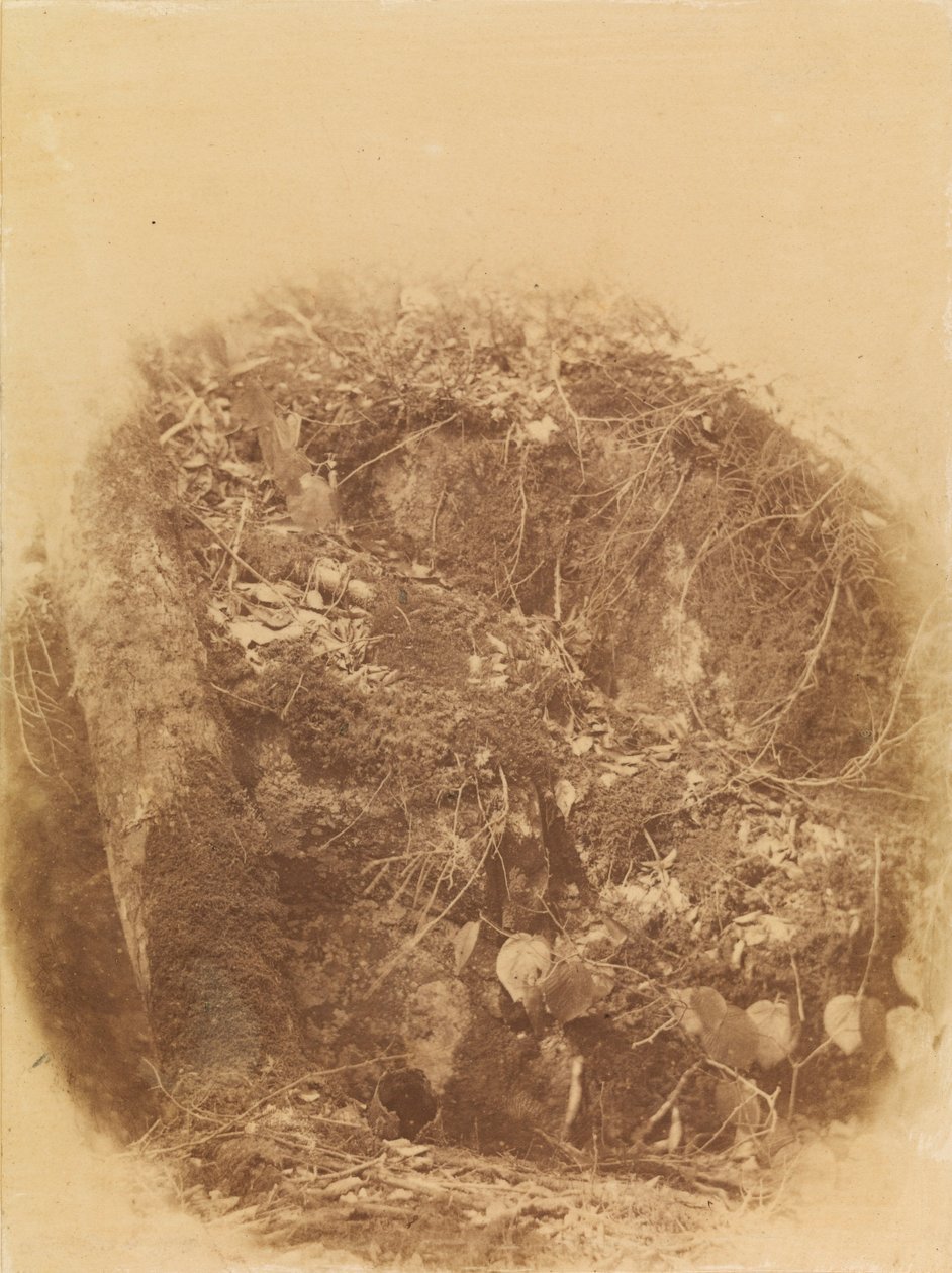 Bez tytułu, z portfolio The Forest: Adirondack Woods autorstwa William James Stillman