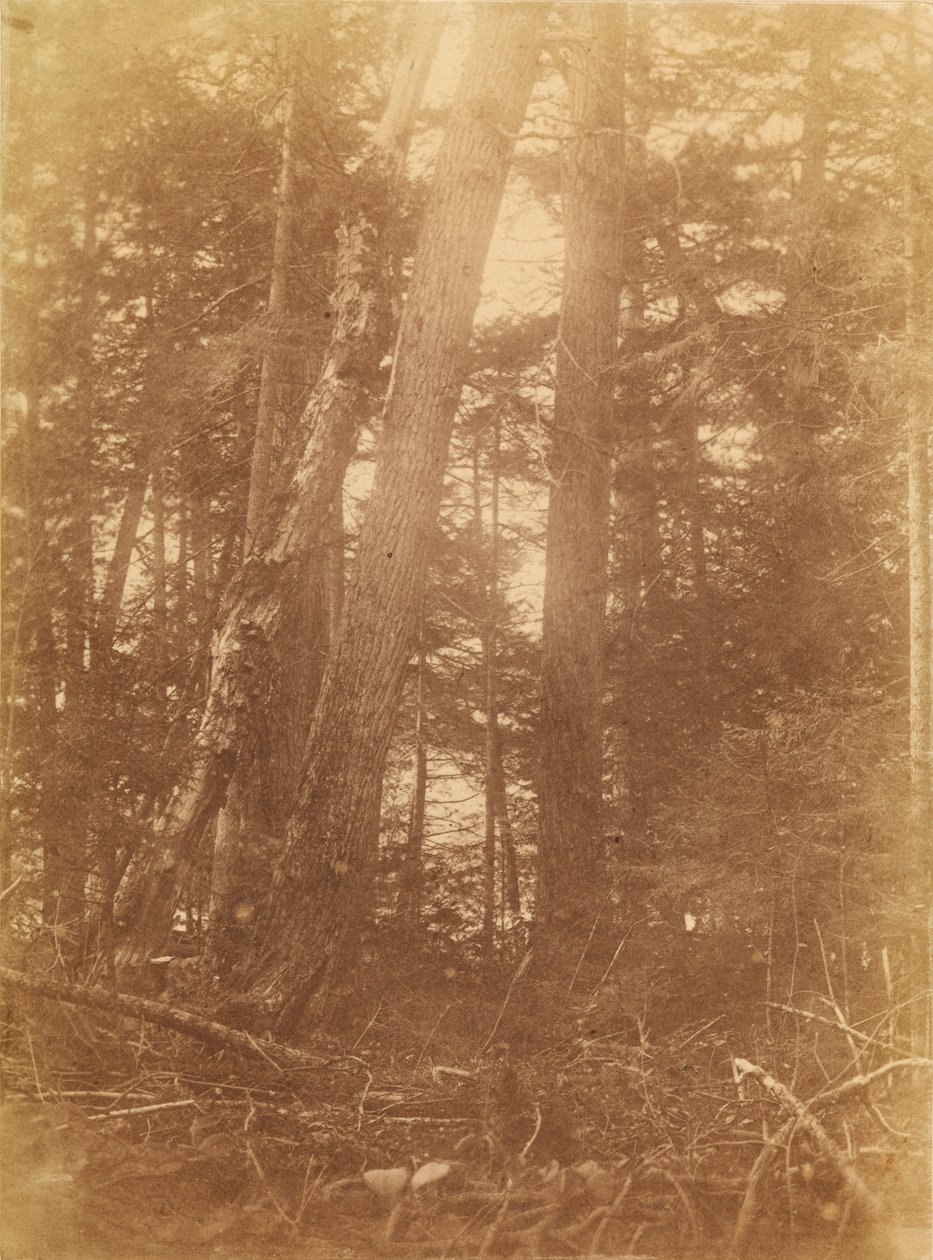 Bez tytułu, z portfolio The Forest: Adirondack Woods autorstwa William James Stillman