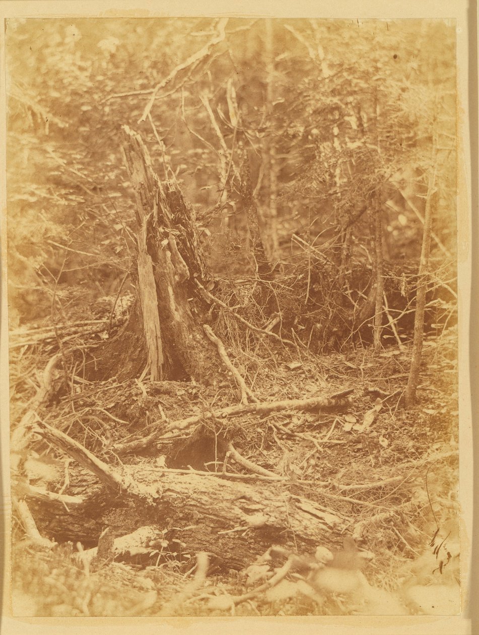 Bez tytułu, z portfolio The Forest: Adirondack Woods autorstwa William James Stillman