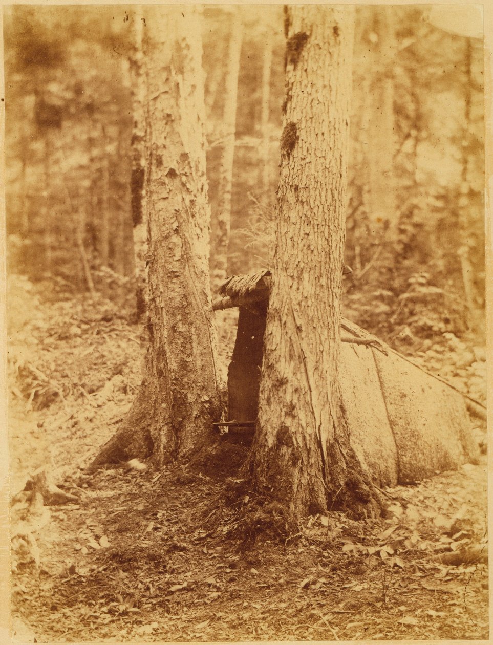 Bez tytułu, z portfolio The Forest: Adirondack Woods autorstwa William James Stillman