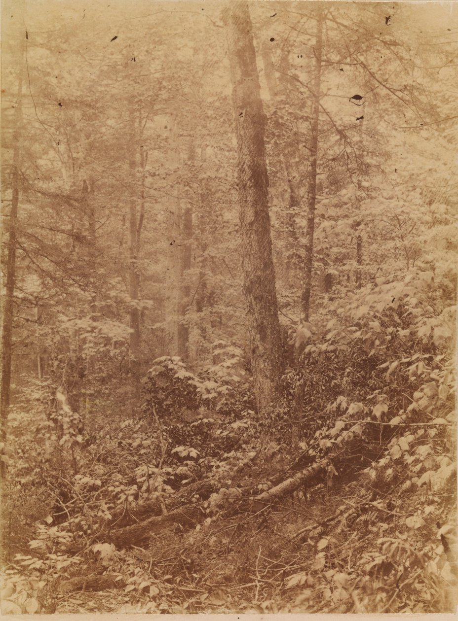 Bez tytułu, z portfolio The Forest: Adirondack Woods autorstwa William James Stillman
