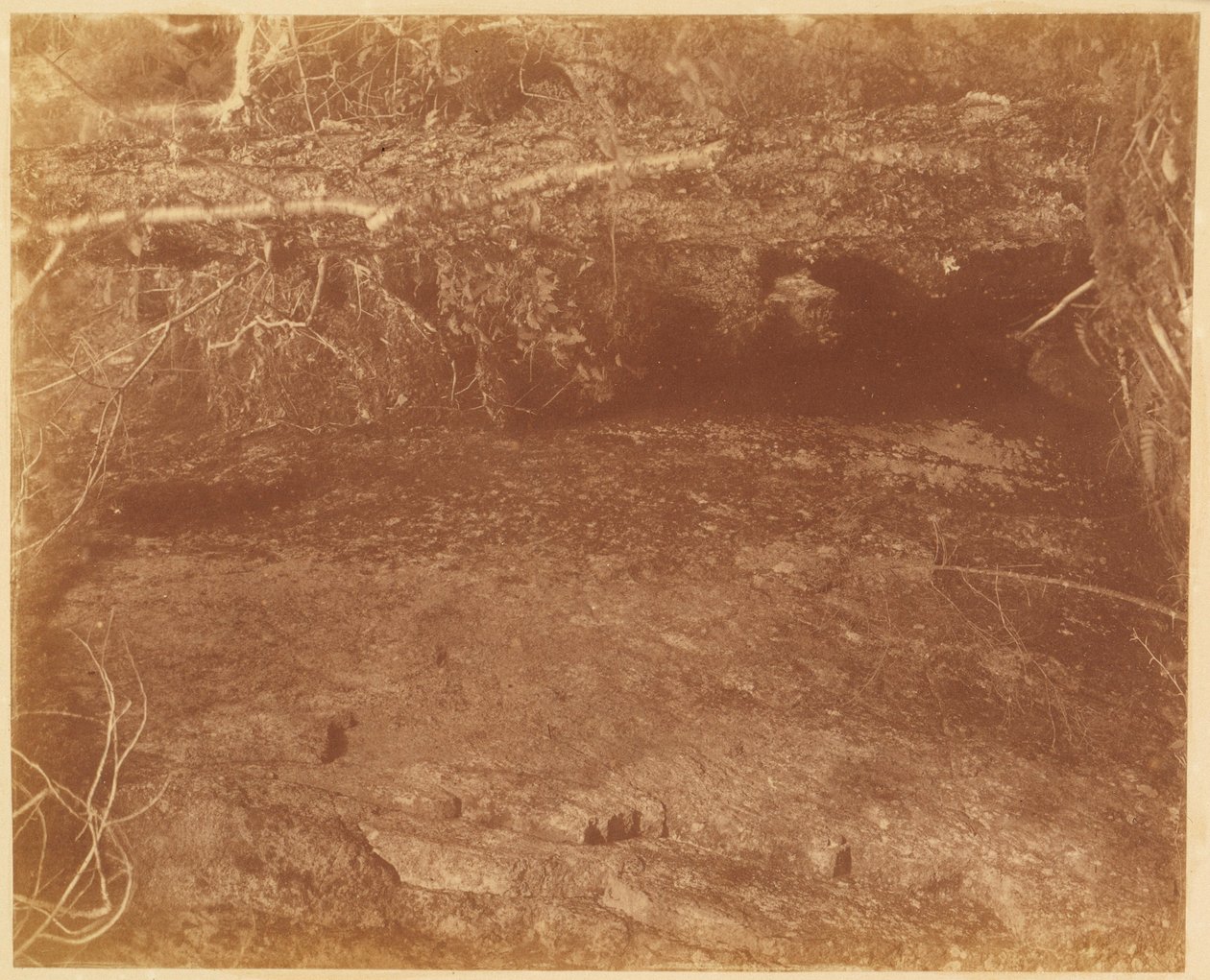 Bez tytułu, z portfolio The Forest: Adirondack Woods autorstwa William James Stillman