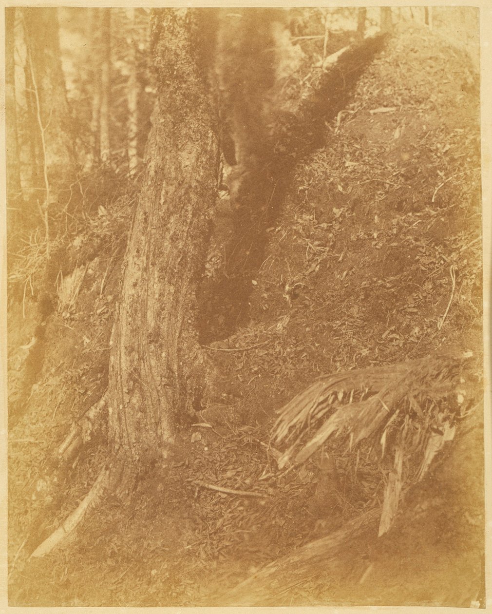 Bez tytułu, z portfolio The Forest: Adirondack Woods autorstwa William James Stillman