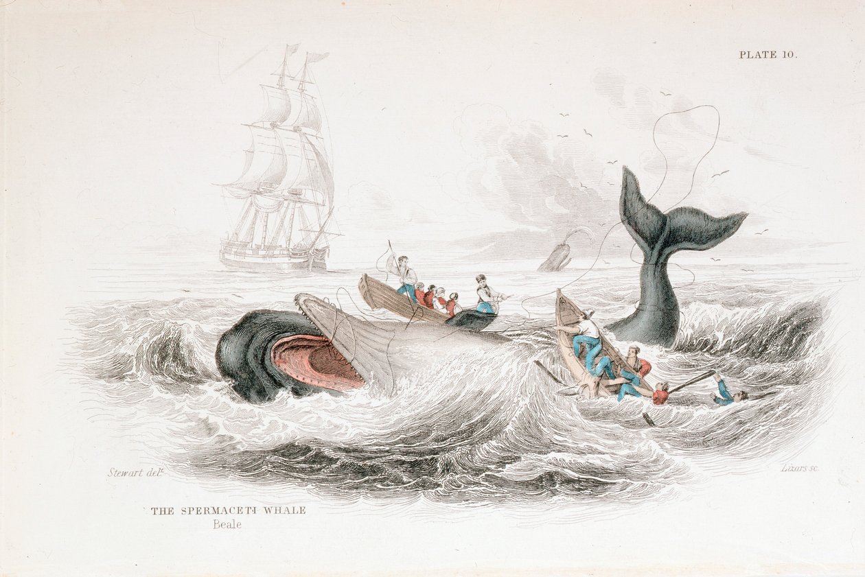 Harpunowanie Kaszalota, 1837 autorstwa William Jardine