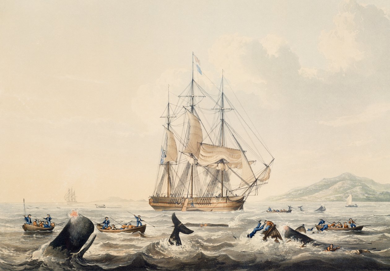Wielorybnictwo w morzach południowych, rycina William John Huggins (1781-1845), 44x57 cm autorstwa William John Huggins