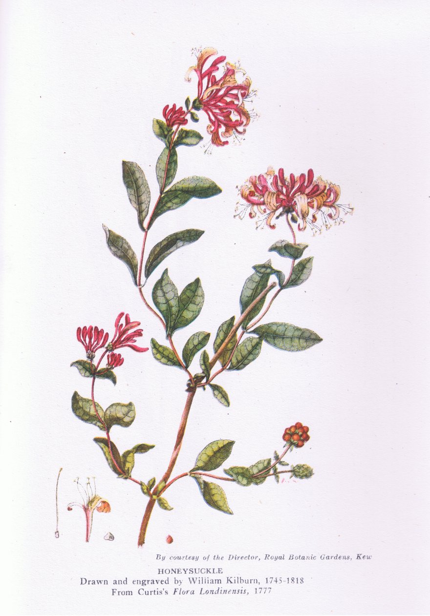 Wiciokrzew, Natura w Wielkiej Brytanii wydana przez Collins, 1946 autorstwa William Kilburn