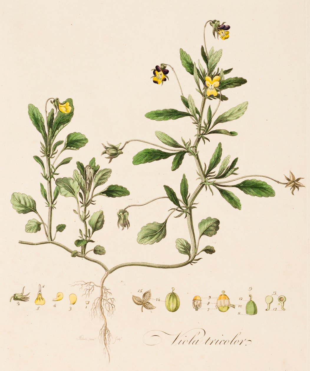 Altówka trójkolorowa, Dziki bratek, c1770-1790. autorstwa William Kilburn