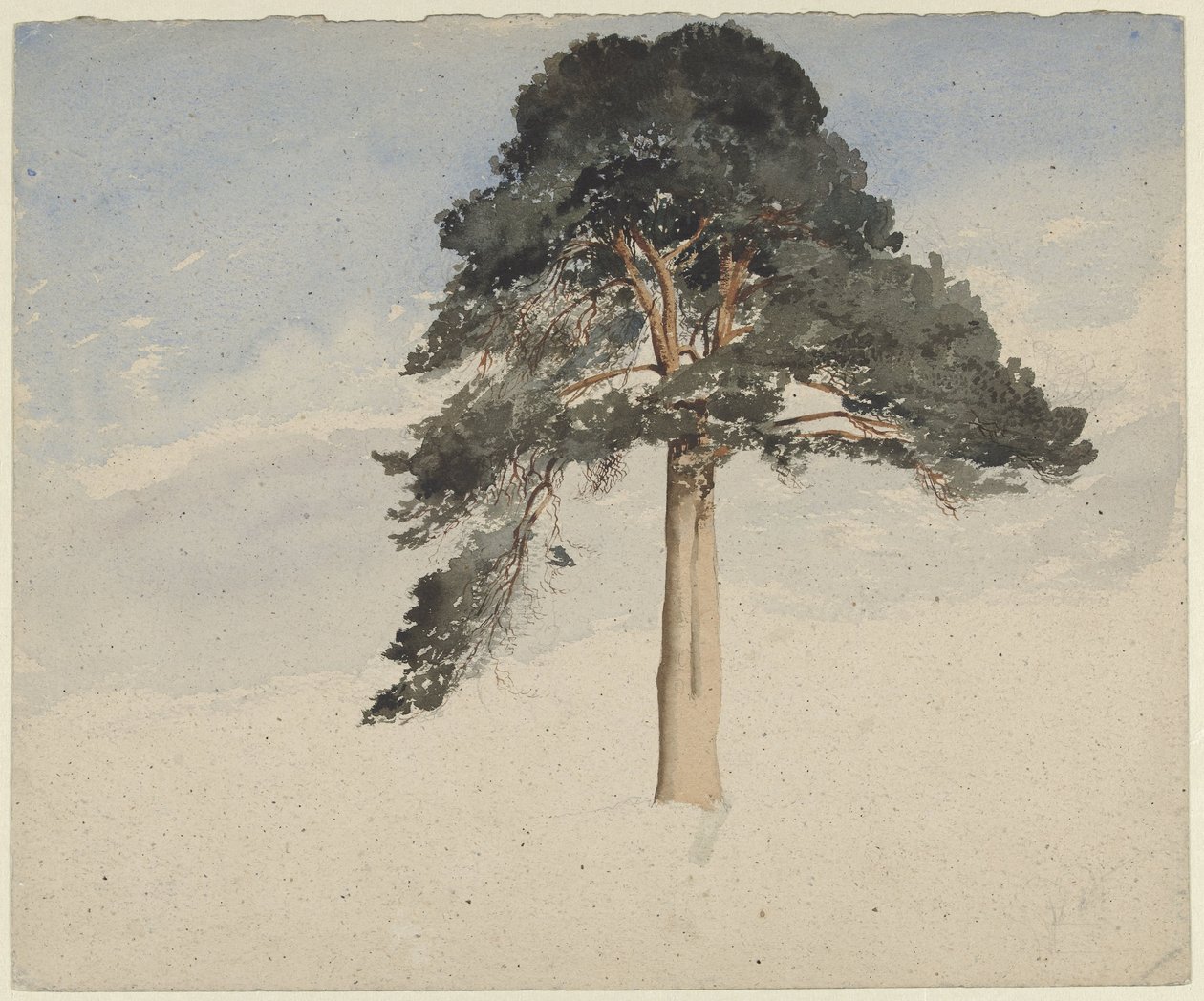 sosna szkocka autorstwa William Leighton Leitch