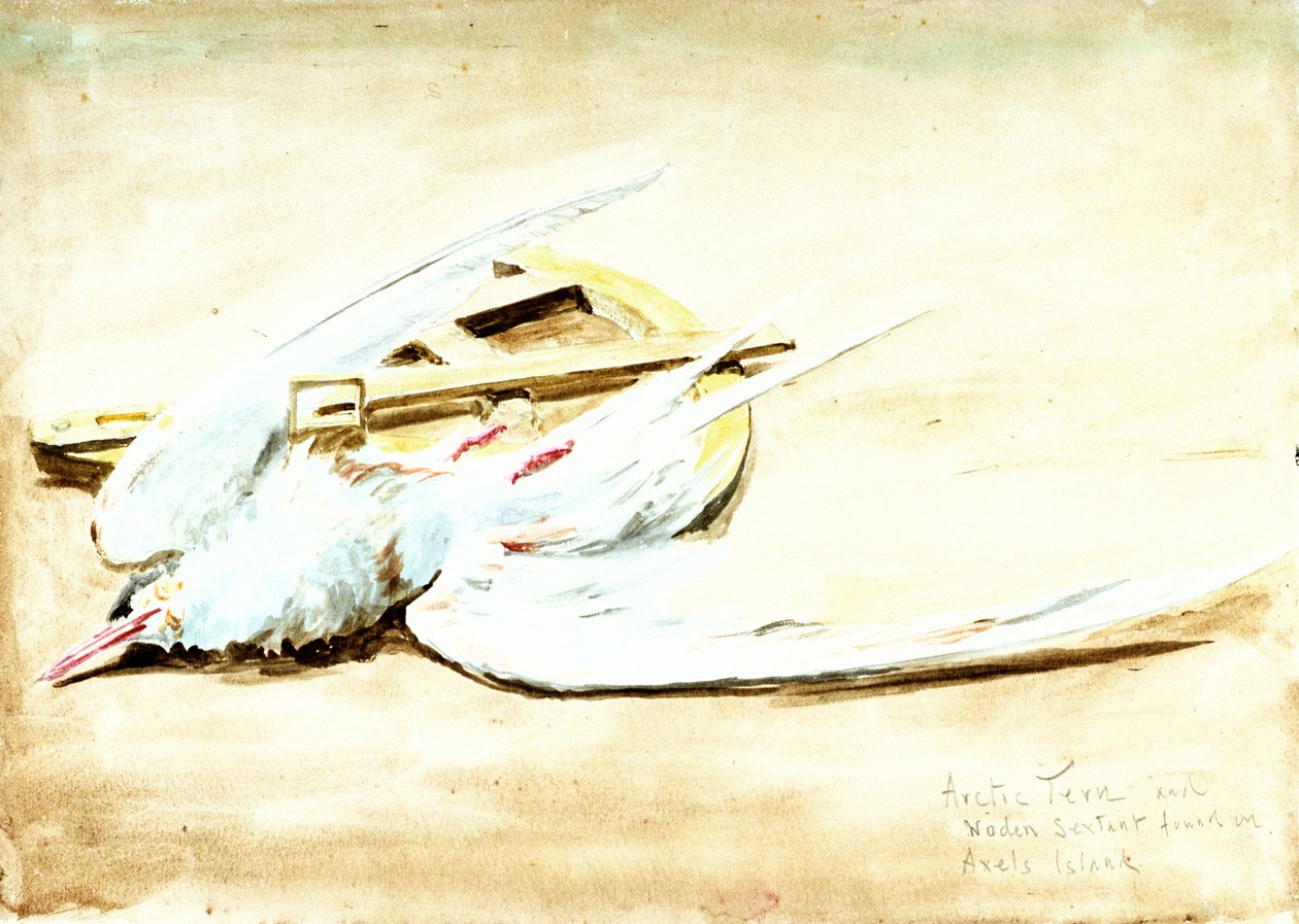 Rybitwa popielata i drewniany sekstans znaleziony na wyspie Axel, Spitsbergen, XX wiek (akwarela) autorstwa William Lionel Wyllie