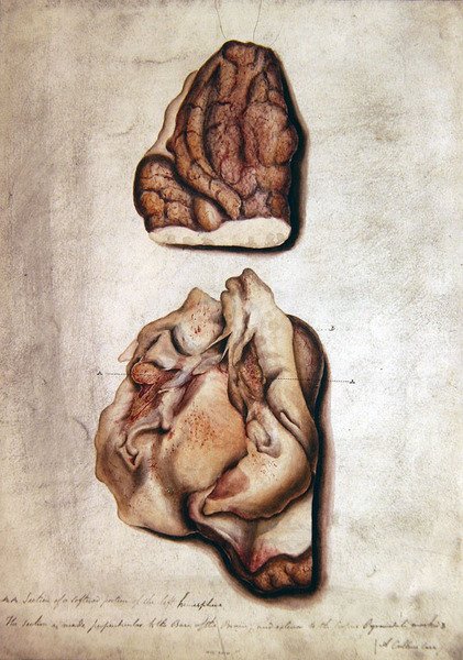 Study of Brain III, ok.1850 (akwarela na papierze) autorstwa William Lover