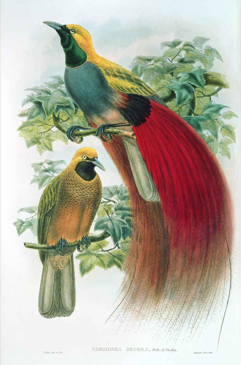 Paradisea Decora autorstwa William M. Hart