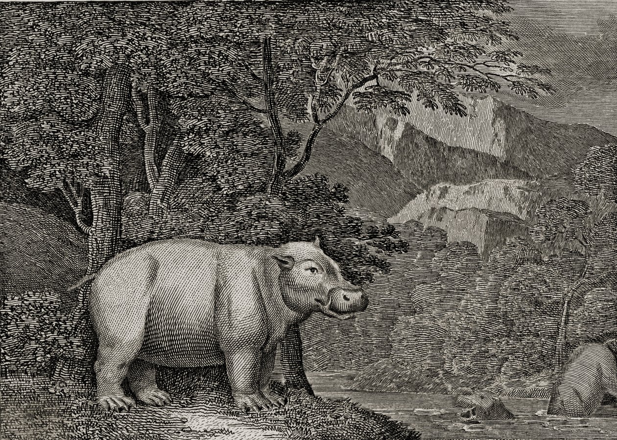Hipopotam z Przylądka Dobrej Nadziei, opublikowany w „Ogólnym widoku świata”, 1807 autorstwa William Marshall Craig