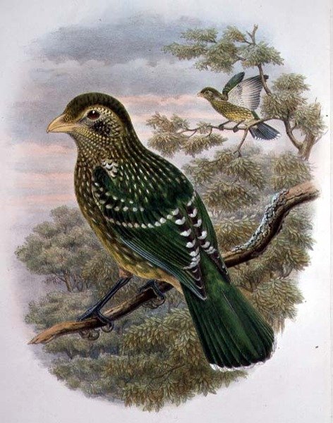 Ailuroedus Crassirostris, Zielony Catbird (kolor lito) autorstwa William Matthew Hart